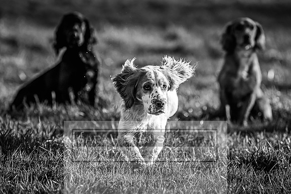 Avonmeadow Stud Dogs-84