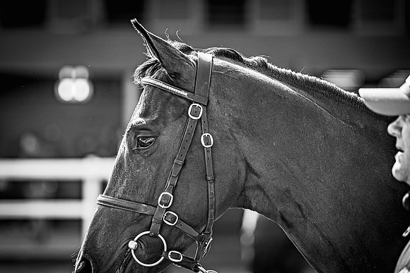 Goffs UK Breeze Up 2022-337