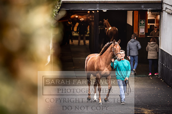 Goffs Orby 2022 Day 1-96