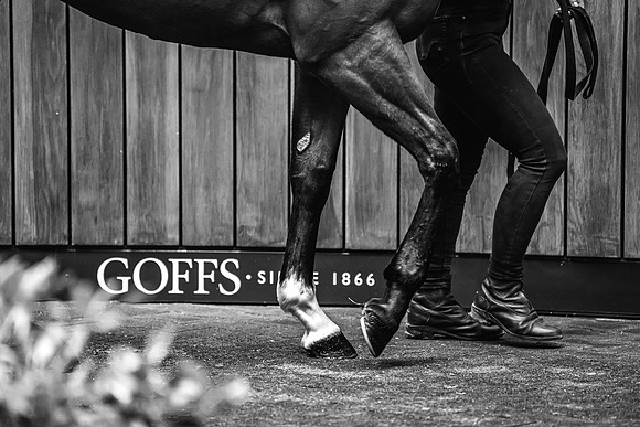 Goffs UK Breeze Up 2022-212