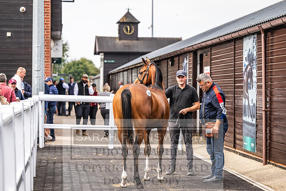 Goffs UK PY24-405