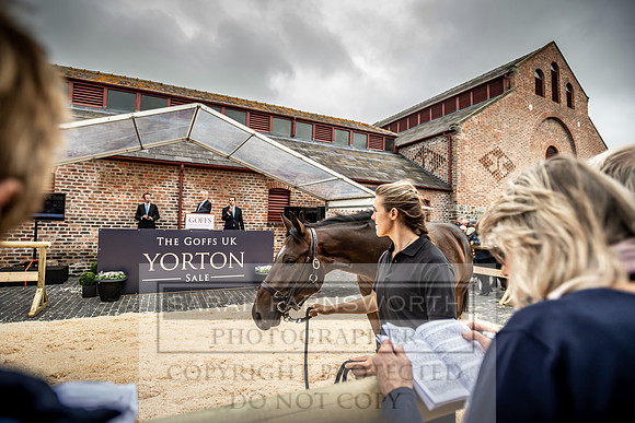 GUK Yorton Sale 2019-297