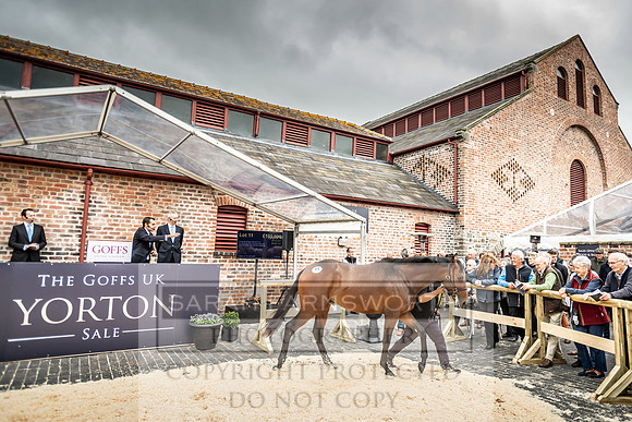 GUK Yorton Sale 2019-325