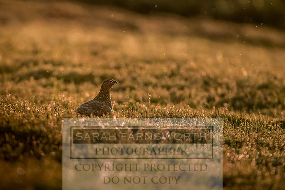 Grouse in Teesdale-46