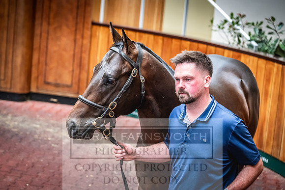 Goffs UK PY24-436