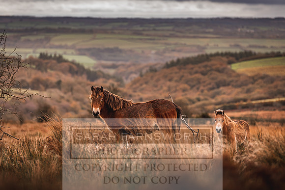 Exmoor Autumn 2020-63