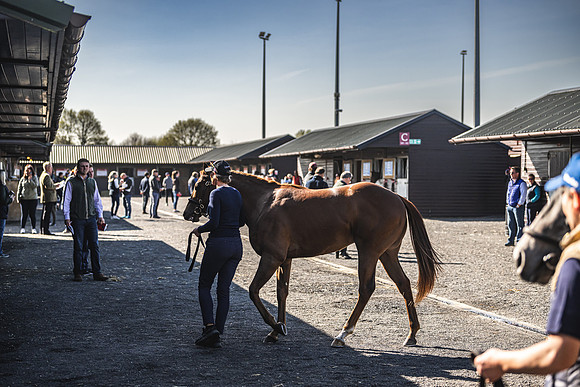 Goffs UK Breeze Up 2022-142