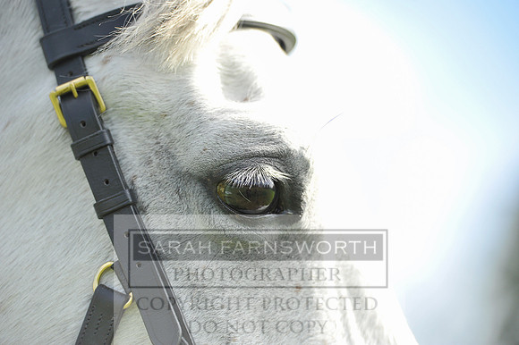 Heythrop Fun Ride 2014-509