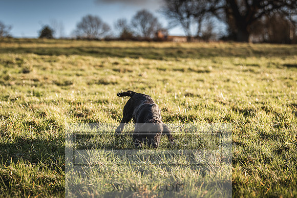 Avonmeadow Stud Dogs-71