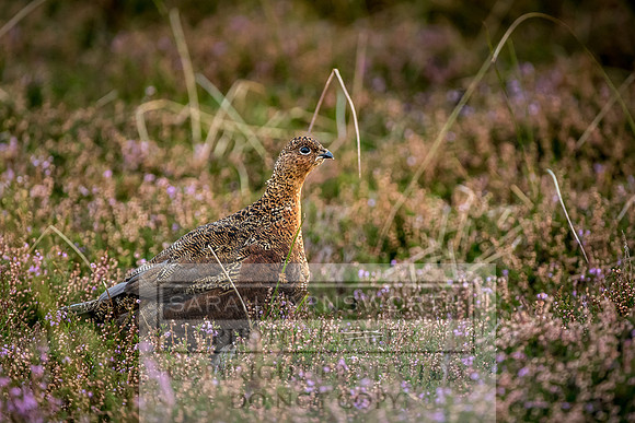 Grouse in Teesdale-19