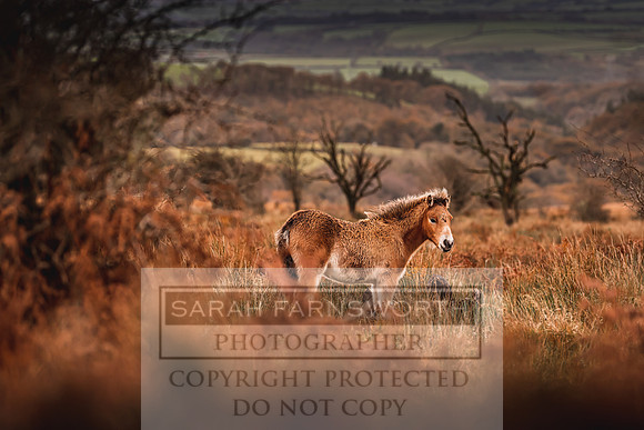Exmoor Autumn 2020-22