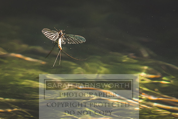 Mayfly Hatch and Brown Trout 2020-34
