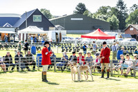 Builth Hound Show 2019-7