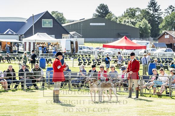 Builth Hound Show 2019-7