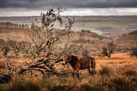 Exmoor Autumn 2020-13