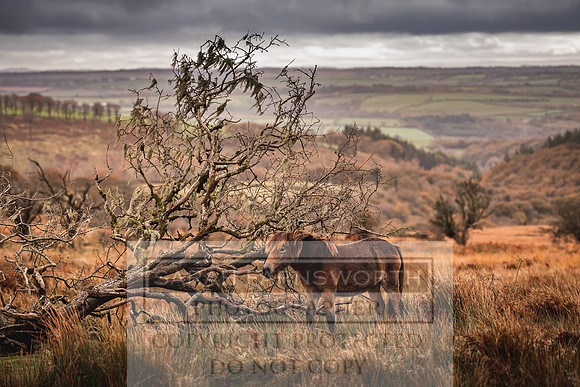 Exmoor Autumn 2020-13