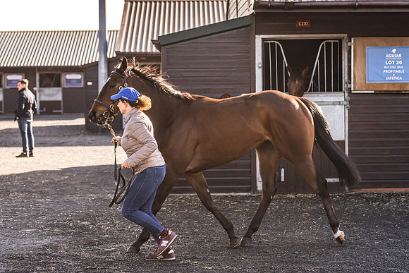 Goffs UK Breeze Up 2022-48