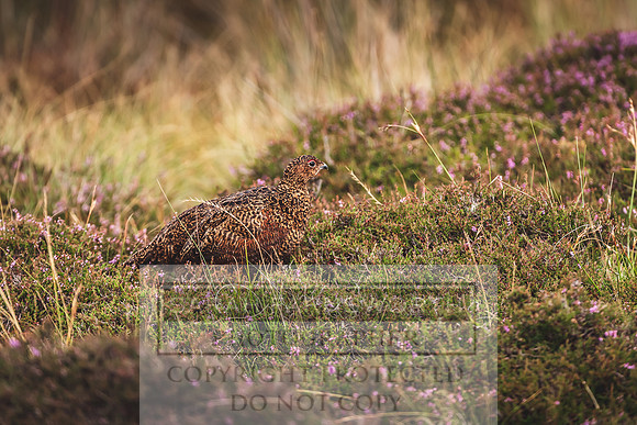Red Grouse-13