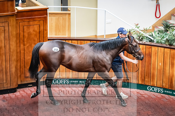 Goffs UK PY24-388
