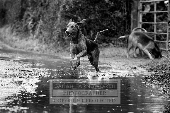 TFH 291212 102 bw