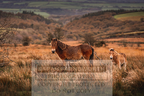 Exmoor Autumn 2020-62