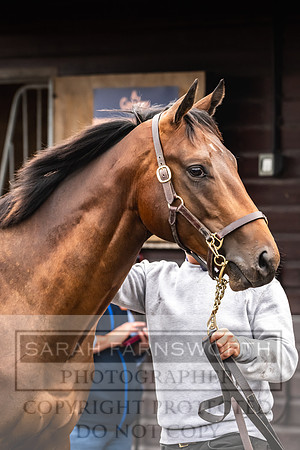 Goffs UK PY24-66