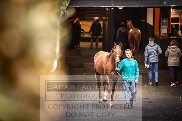 Goffs Orby 2022 Day 1-95