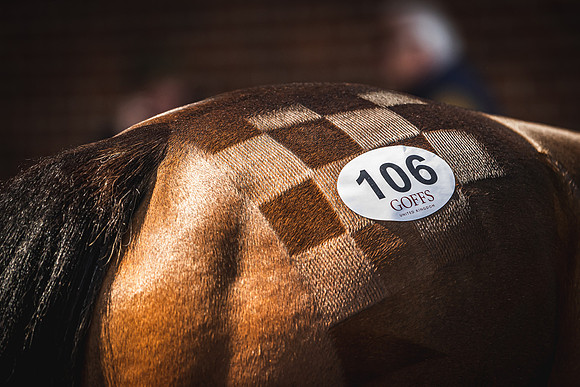 Goffs UK Breeze Up 2022-284
