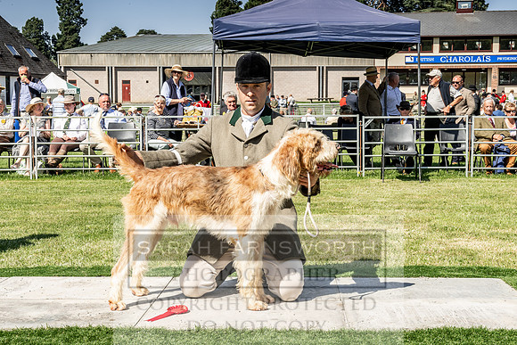 Builth Hound Show 2019-28