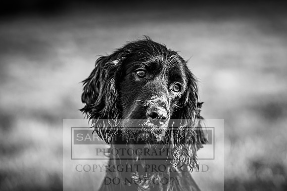 Avonmeadow Stud Dogs-117