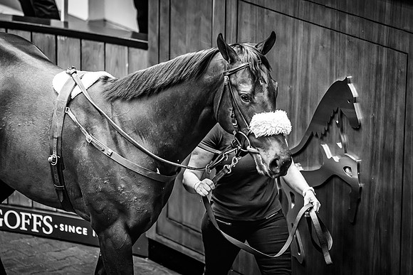 Goffs UK Breeze Up 2022-271