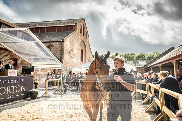 GUK Yorton Sale 2019-337