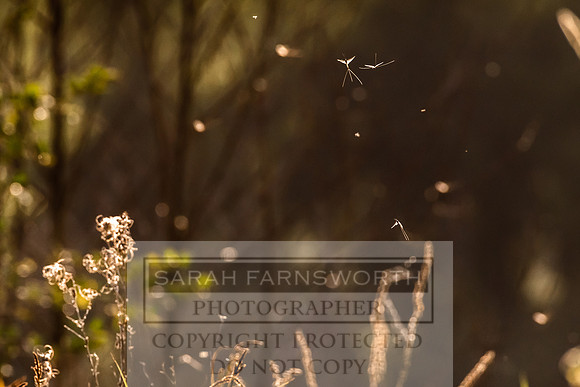 Mayfly Hatch and Brown Trout 2020-66