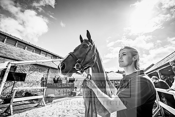 GUK Yorton Sale 2019-376