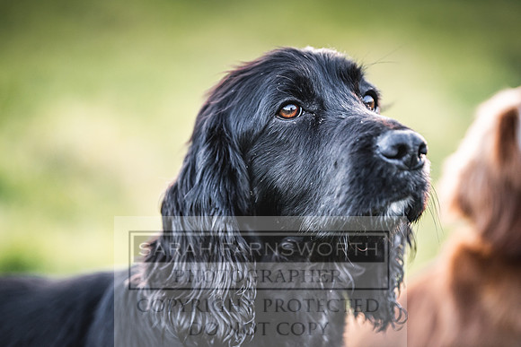 Avonmeadow Stud Dogs-138
