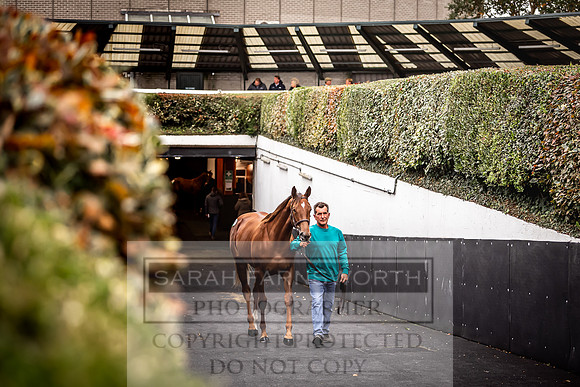 Goffs Orby 2022 Day 1-99