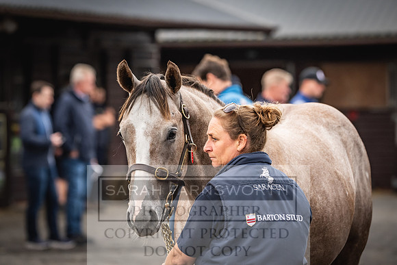 Goffs UK PY24-52