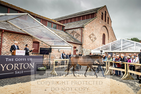 GUK Yorton Sale 2019-317