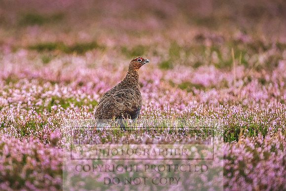 Red Grouse-20