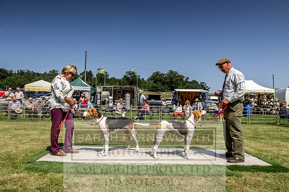 Builth Hound Show 2019-170