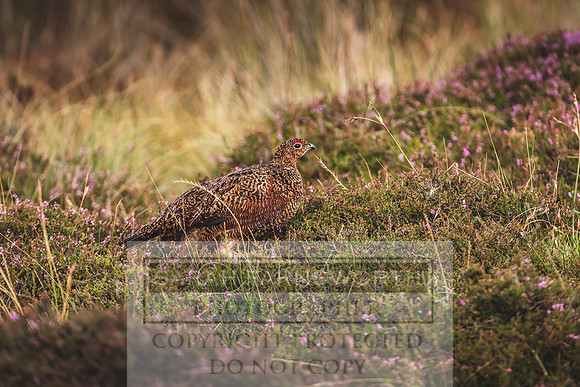 Red Grouse-14