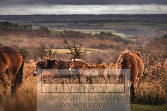 Exmoor Autumn 2020-51
