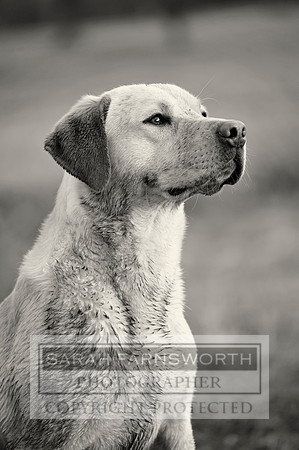 Drake 260214 CF1 412 bw