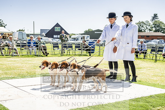 Builth Hound Show 2019-70