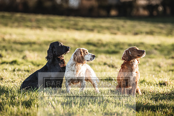 Avonmeadow Stud Dogs-78