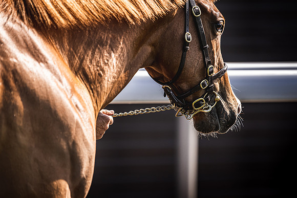Goffs UK Breeze Up 2022-228