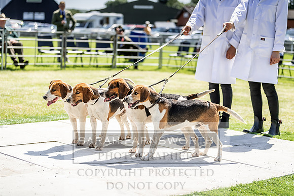 Builth Hound Show 2019-71