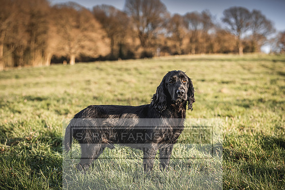 Avonmeadow Stud Dogs-105