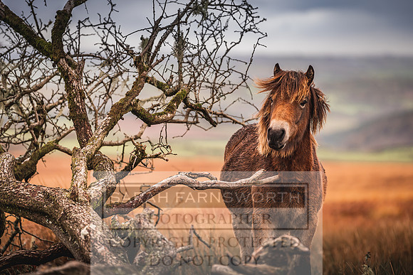 Exmoor Autumn 2020-34