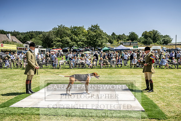 Builth Hound Show 2019-117